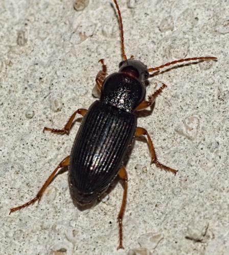 Ophonus sp.